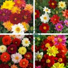 Yellow Dark Red Orange 3-color Mixed Dahlia Hybrida 100 Seeds