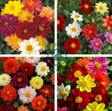Yellow Dark Red Orange 3-color Mixed Dahlia Hybrida 100 Seeds