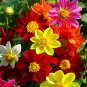 Yellow Dark Red Orange 3-color Mixed Dahlia Hybrida 100 Seeds