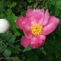 'Hui He' Single Petalled Pink Peony Flower 10 Seeds