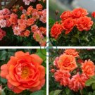 Pink Orange Red Purple Yellow Climbing Rose 300 Seeds