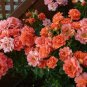 Pink Orange Red Purple Yellow Climbing Rose 300 Seeds