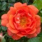 Pink Orange Red Purple Yellow Climbing Rose 300 Seeds