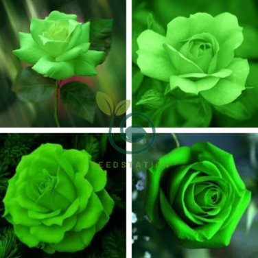 Green Rose Shrub Flower 800 Seeds