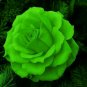 Green Rose Shrub Flower 800 Seeds