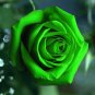 Green Rose Shrub Flower 800 Seeds