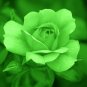 Green Rose Shrub Flower 800 Seeds