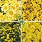 Beautiful Yellow Chrysanthemum 40 Seeds