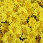 Beautiful Yellow Chrysanthemum 40 Seeds