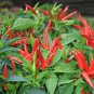 Red Hot Cayenne Pepper 70 Seeds