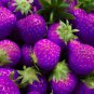 Purple Strawberry Easily Grow In Garden Potting 200 Seeds