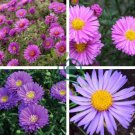 Imported Mixed 5 Types of Aster Flower 100 Seeds