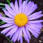 Imported Mixed 5 Types of Aster Flower 100 Seeds