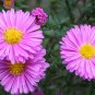 Imported Mixed 5 Types of Aster Flower 100 Seeds