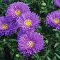 Imported Mixed 5 Types of Aster Flower 100 Seeds