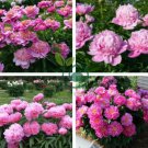 'Phoenix Feather' Red White Peony Shrub 10 Seeds
