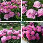 'Phoenix Feather' Red White Peony Shrub 10 Seeds