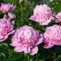 'Phoenix Feather' Red White Peony Shrub 10 Seeds