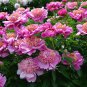 'Phoenix Feather' Red White Peony Shrub 10 Seeds