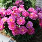 'Phoenix Feather' Red White Peony Shrub 10 Seeds