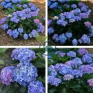 'Big-leaf Hydrangea' Purple Peony Tree 10 Seeds