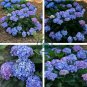 'Big-leaf Hydrangea' Purple Peony Tree 10 Seeds