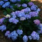'Big-leaf Hydrangea' Purple Peony Tree 10 Seeds