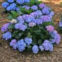 'Big-leaf Hydrangea' Purple Peony Tree 10 Seeds