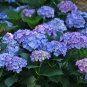 'Big-leaf Hydrangea' Purple Peony Tree 10 Seeds