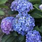 'Big-leaf Hydrangea' Purple Peony Tree 10 Seeds