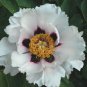 'Hei Bai Pei' White Peony Flowers with Dark Brown Spot Heart Plant 10 Seeds