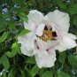 'Hei Bai Pei' White Peony Flowers with Dark Brown Spot Heart Plant 10 Seeds