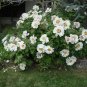 'Hei Bai Pei' White Peony Flowers with Dark Brown Spot Heart Plant 10 Seeds