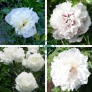 'Yu Lou Dian Cui' White Peony with Few Red Color Flower 10 Seeds