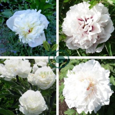 'Yu Lou Dian Cui' White Peony with Few Red Color Flower 10 Seeds