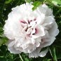 'Yu Lou Dian Cui' White Peony with Few Red Color Flower 10 Seeds
