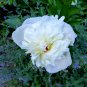 'Yu Lou Dian Cui' White Peony with Few Red Color Flower 10 Seeds