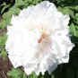 'Yu Lou Dian Cui' White Peony with Few Red Color Flower 10 Seeds
