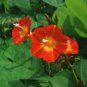 Hanging Orange Morning Glory Flower 100 Seeds