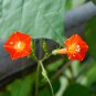 Hanging Orange Morning Glory Flower 100 Seeds