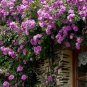 Dabai Mountain Purple Climbing Plants 100 Seeds