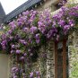 Dabai Mountain Purple Climbing Plants 100 Seeds
