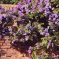 Dabai Mountain Purple Climbing Plants 100 Seeds