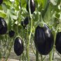 Aubergine Black Egg Plant Vegetables 200 Seeds
