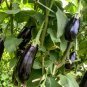 Aubergine Black Egg Plant Vegetables 200 Seeds