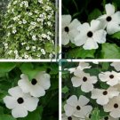 Thunbergian White Morning Glory with Black Eyed Susan Flowers 40 Seeds