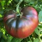 Organic Heirloom Cherokee Purple Solanum Llycopersium Tomato 200 Seeds