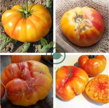 'Old German' Rare Organic Heirloom Tomato 200 Seeds