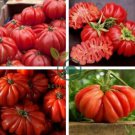Rare Zapotec Ruffled Tomato Organic 200 Seeds