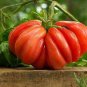 Rare Zapotec Ruffled Tomato Organic 200 Seeds